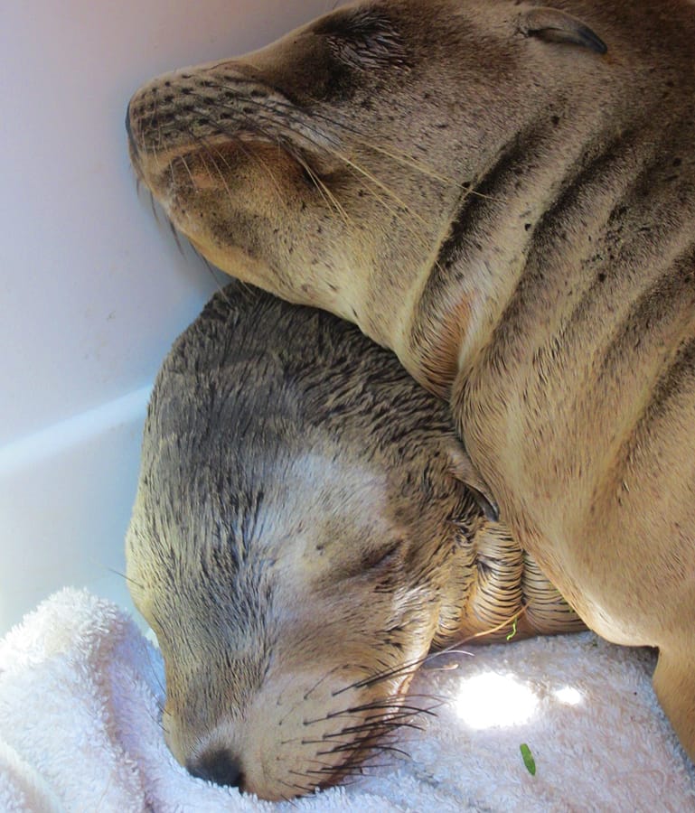(Photo courtesy Marine Mammal Rescue Team)