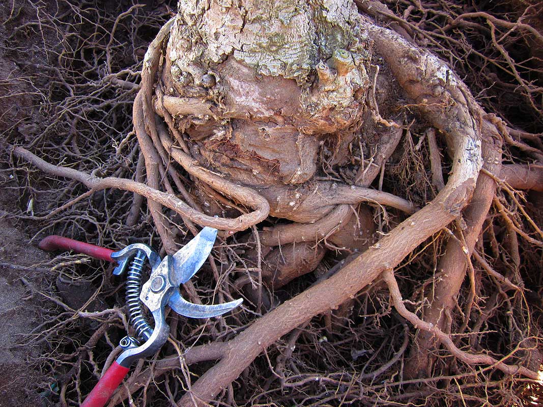 Many trees died shortly after being planted, some from a condition known as root girdling. When that occurs, a tree's roots are not allowed to grow properly and instead wrap tightly around the tree's trunk, choking it to death. (File photo)