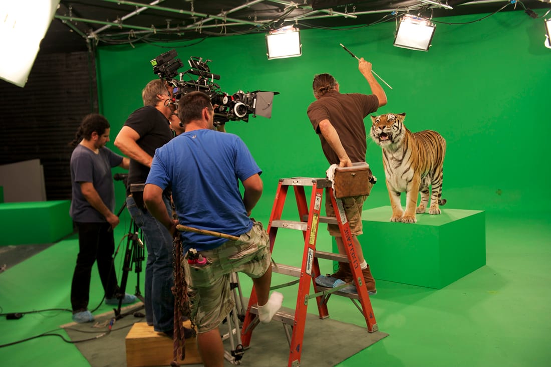 A crew from Green Screen Animals films a tiger. (Photo courtesy greenscreenanimals.com)