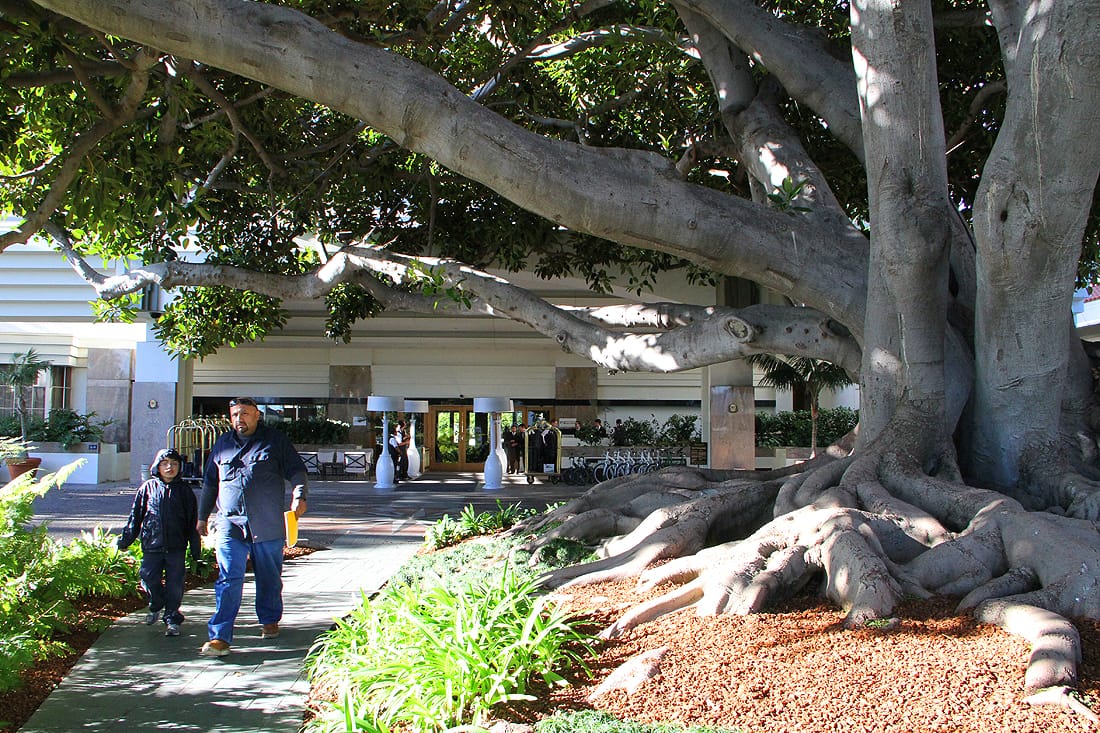 Fairmont Miramar Hotel (Photo by Daniel Archuleta)