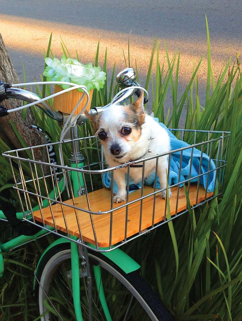 This image of a curious dog is featured in the new book, 