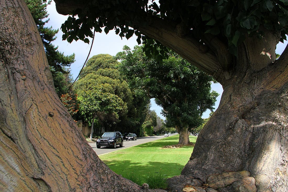 LAY OF THE LAND: A row of mostly mature coral trees line the median on San Vicente Boulevard near 20th Street. (Photo by Daniel Archuleta)