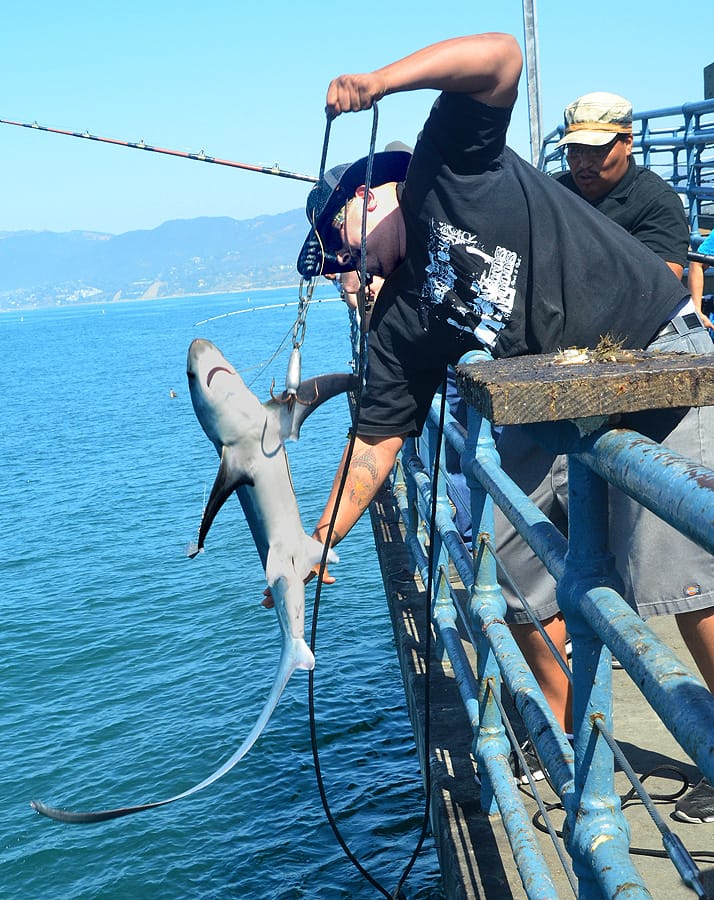 Richard Perez catches a shark from the Santa Monica Pier on last year. (Photo by Fabian Lewkowicz)