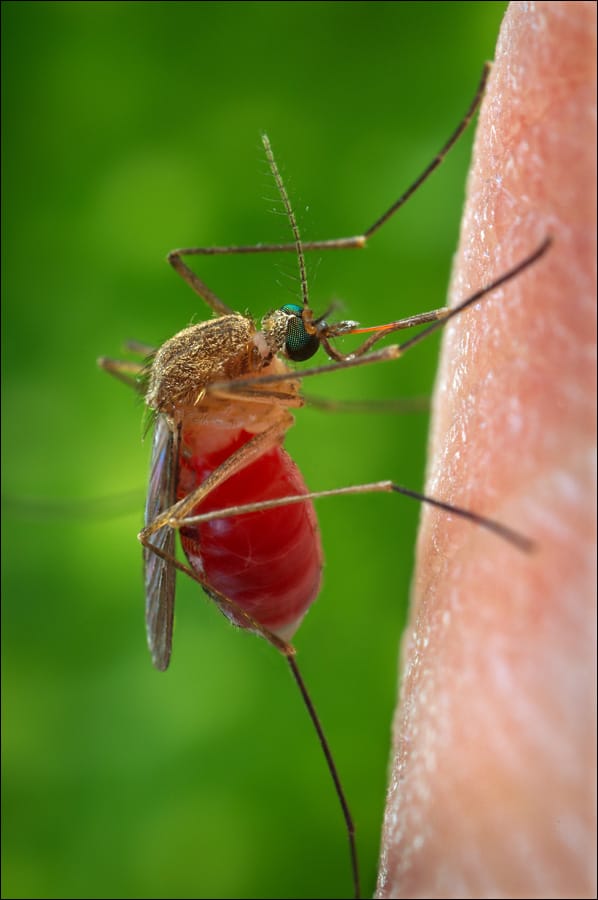082312 _ CTY west nile