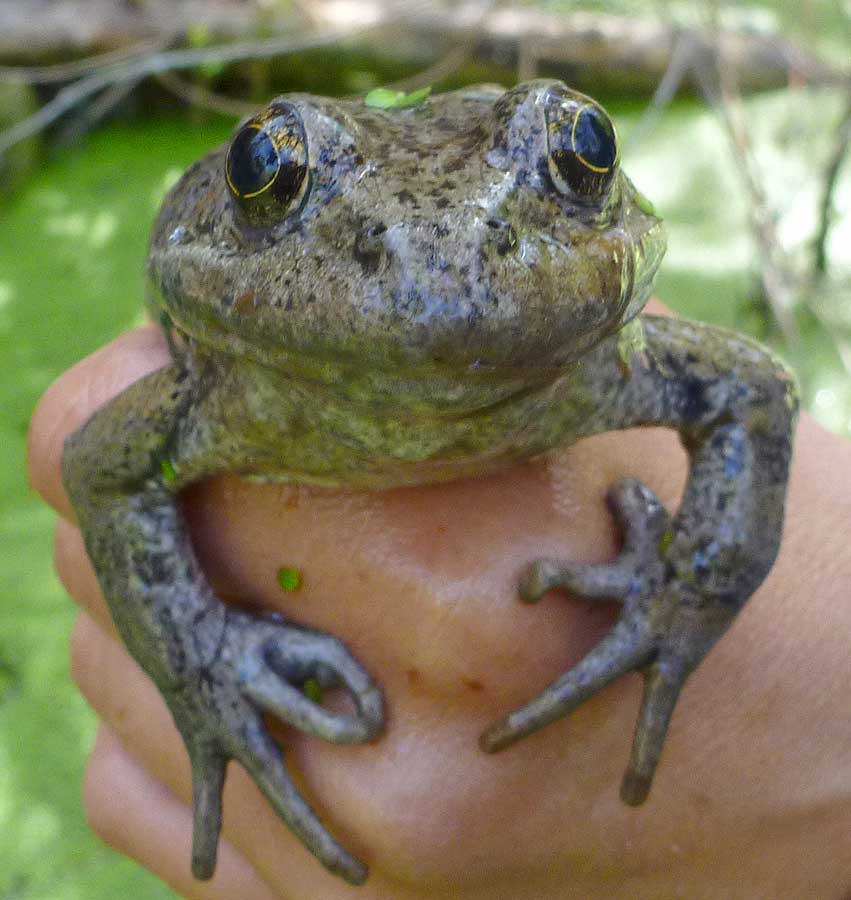 California red-legged frog (National Park Service)