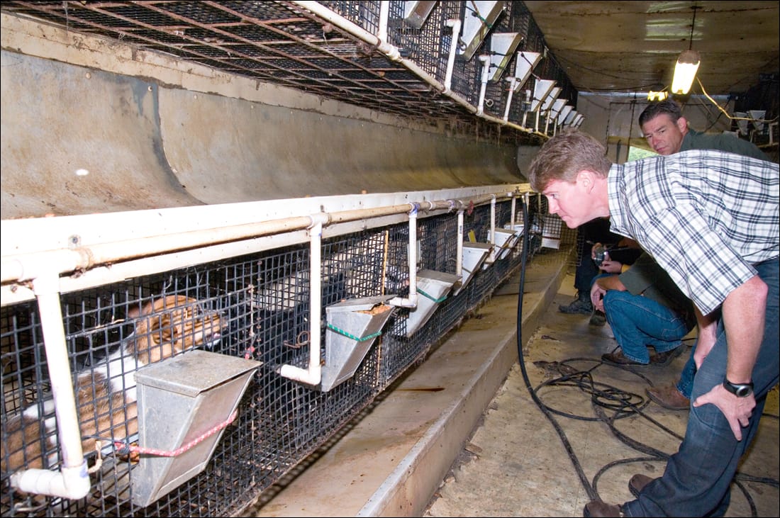Missouri Attorney General Chris Koster (foreground) and Dept. of Agriculture Director Jon Hagler inspect dogs in Doolittle; Mo. before Humane Society staff begin seizing the animals as part of a Prosecution Bark Alert raid. (Photo courtesy state of Missouri)