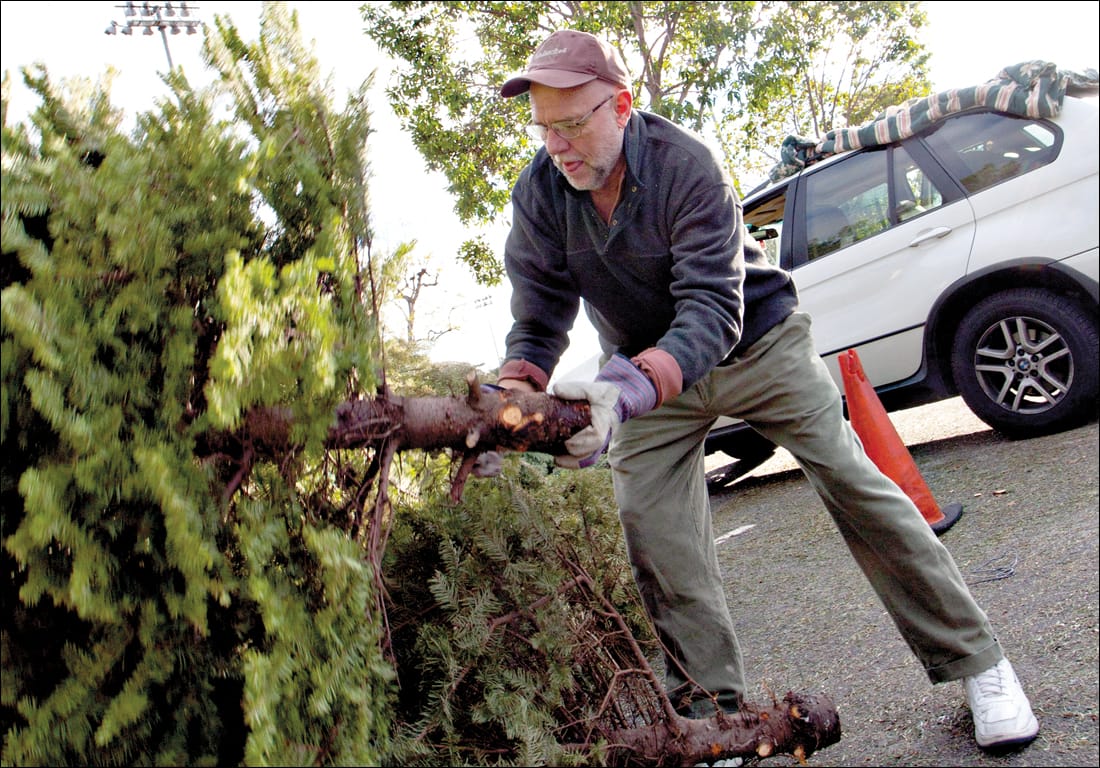 Jo Alyea drops off his used Christmas tree at the tree recycling spot at Clover Park last year. (File photo)