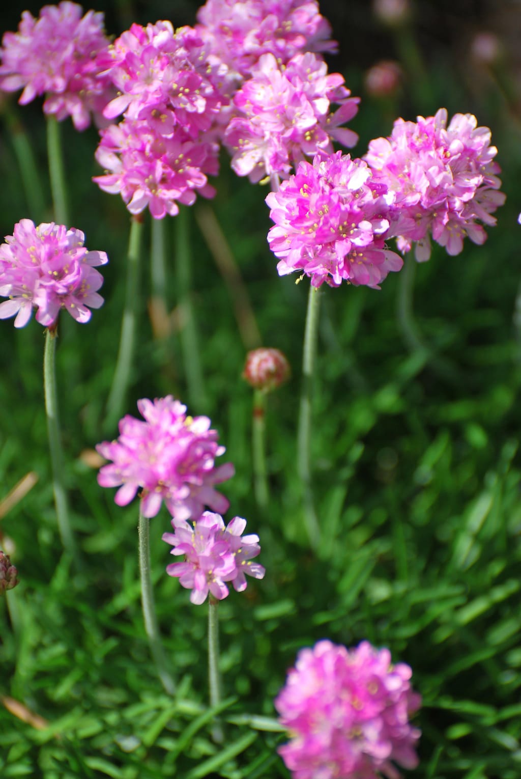 Common thrift (Armeria maritima) is an easy, no-care, almost all-year bloomer in Santa Monica. (Photo courtesy Armstrong Garden Centers)