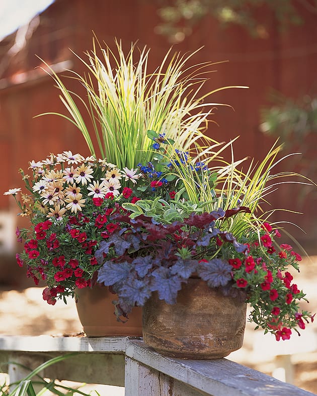 VIBRANT: Creating a festive fall bowl is a great way to introduce color into a balcony garden. (Photo courtesy Armstrong Garden Centers)